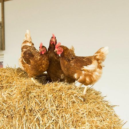 Ferienwohnung Murg Niederhof 外观 照片