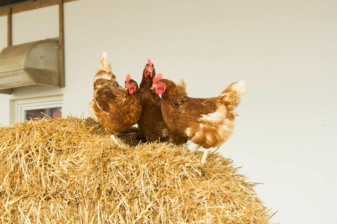 Ferienwohnung Murg Niederhof 外观 照片